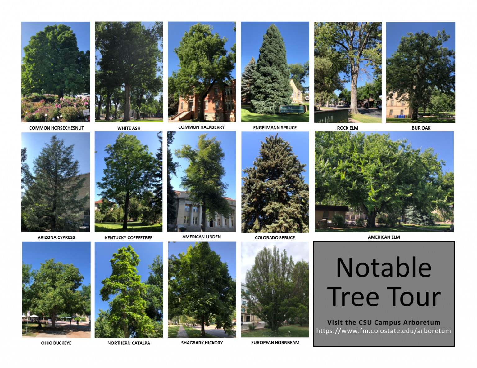 15 Notable trees on the tour in the summer time