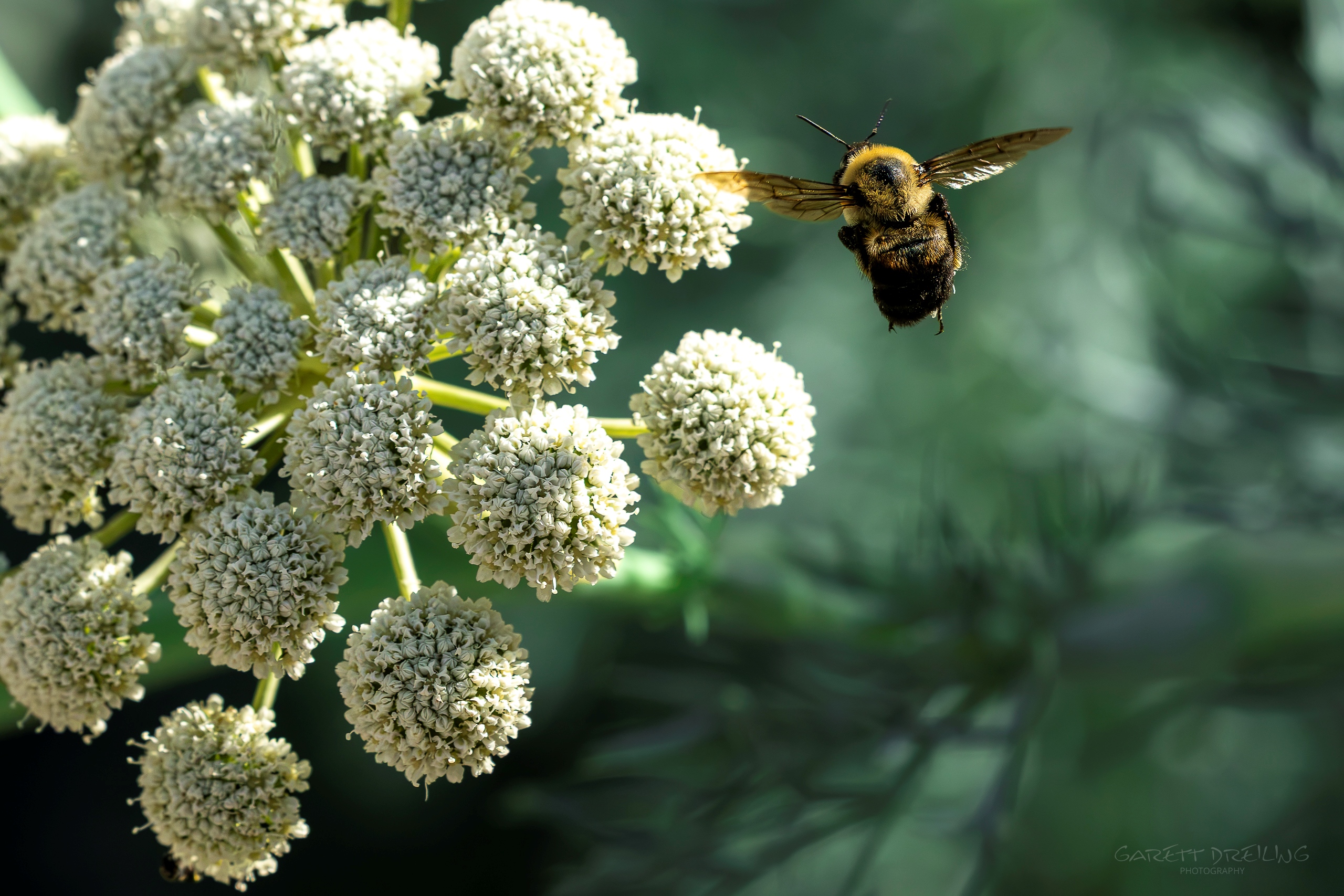 Bee with wings spread in flight by white flower