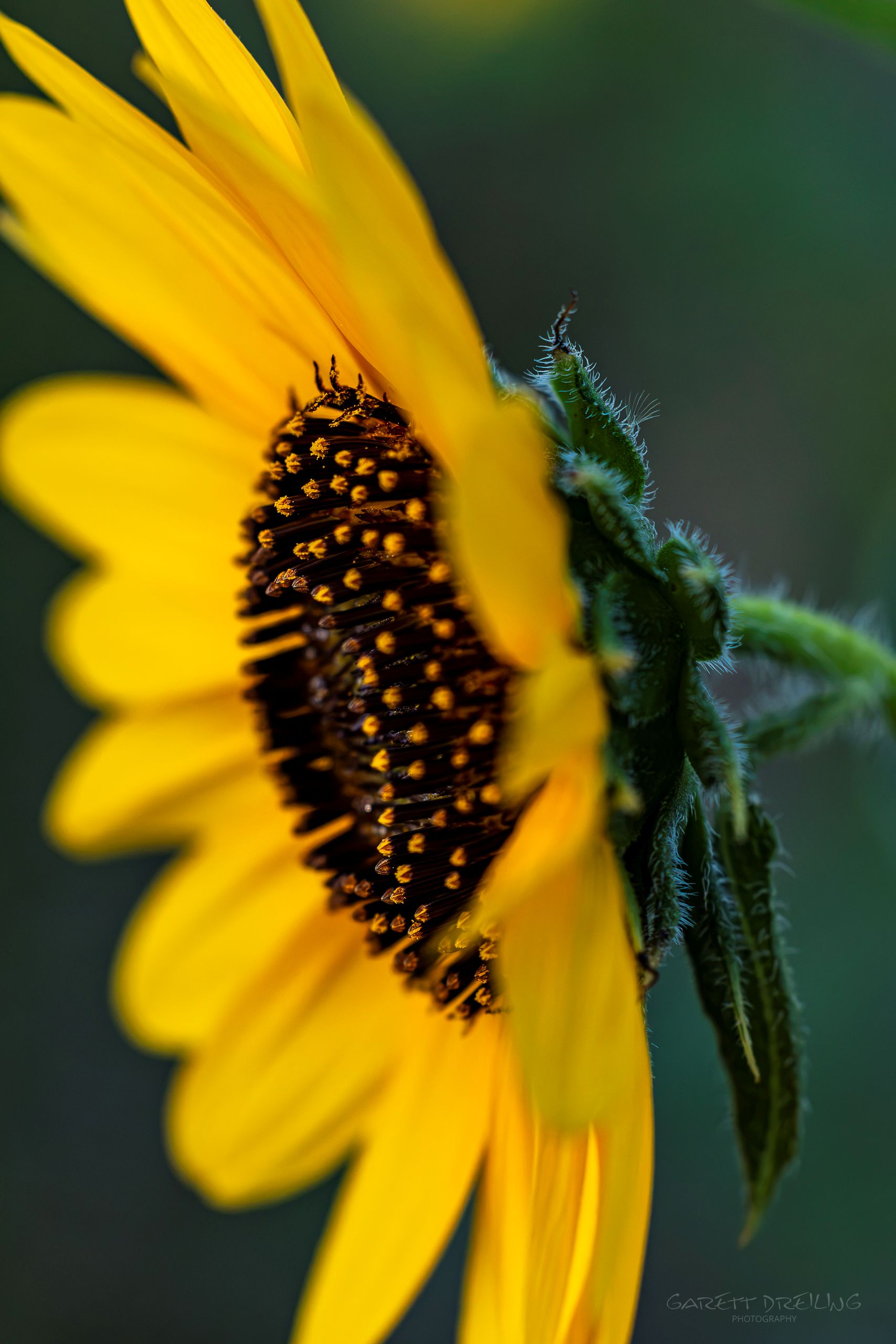Close up of sunflower with center in focus