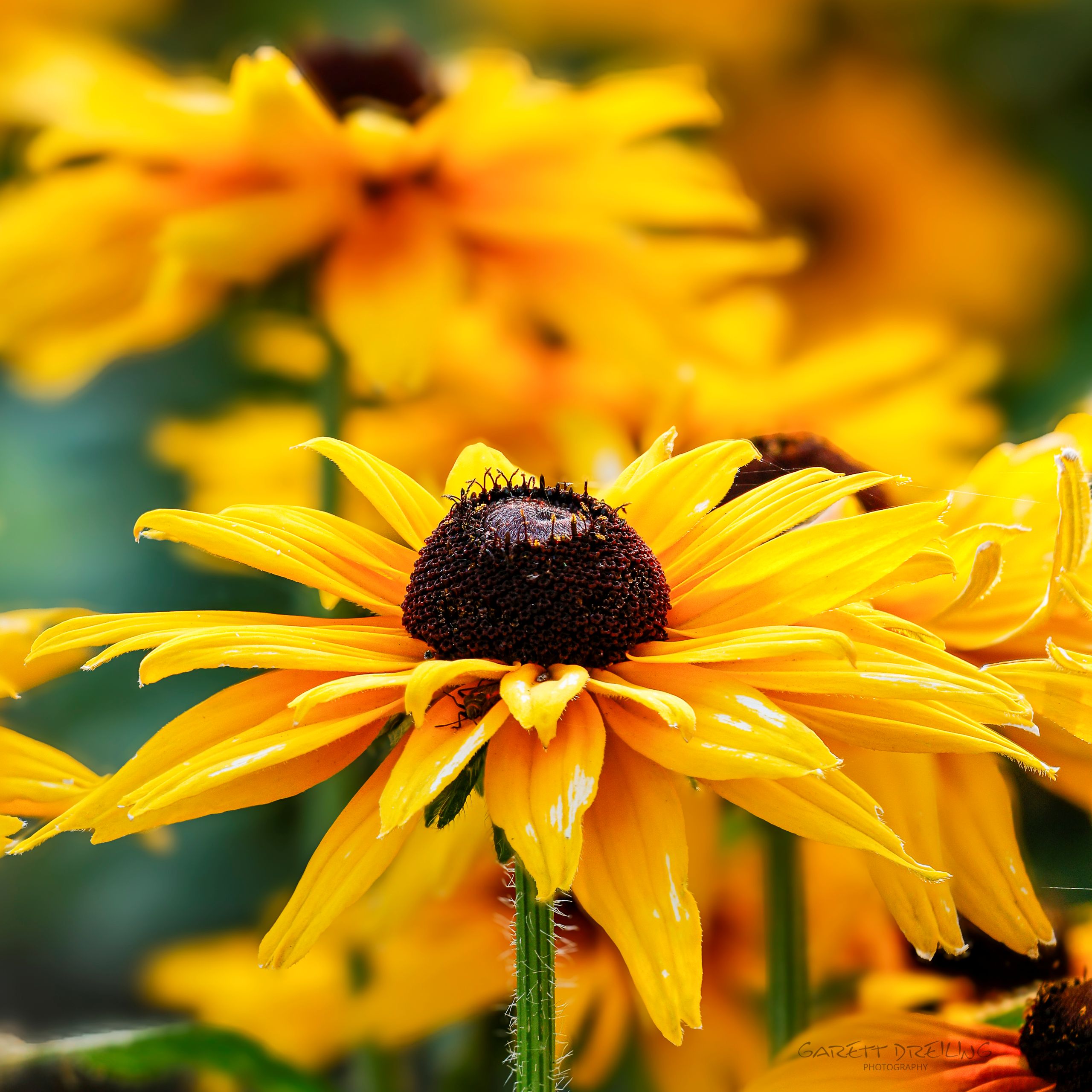 Insect hiding in petals of black eyed susan