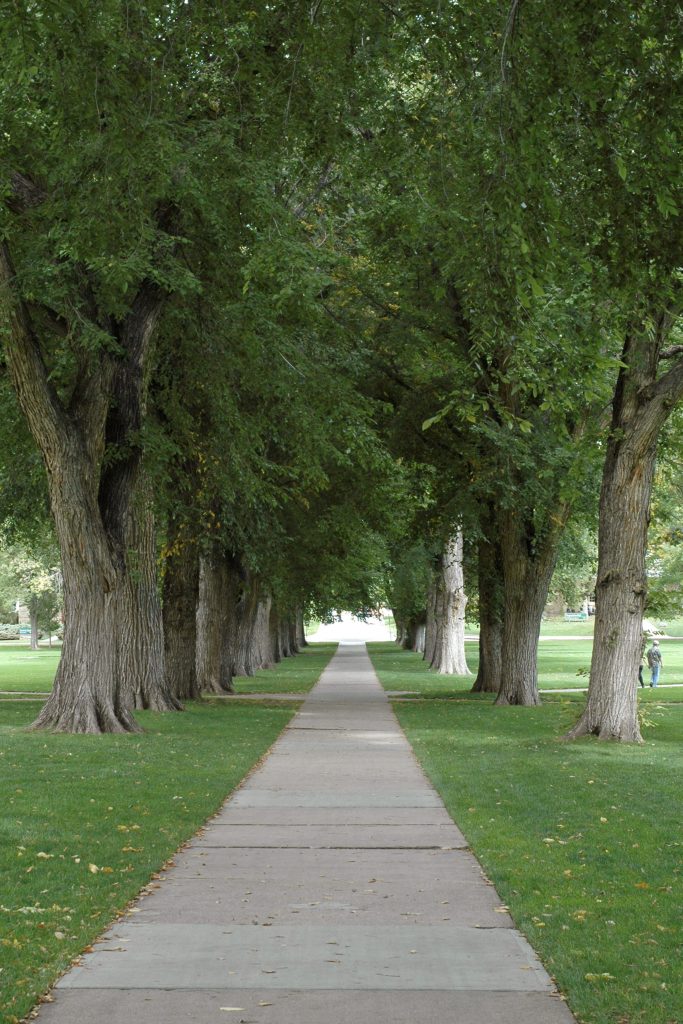 Oval elm trees with walkway in middle