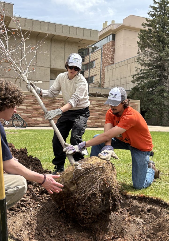 Tree Campus Higher Education image