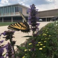 Butterfly on flower by Lory Student Center.