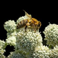 Close up of bee on white flower