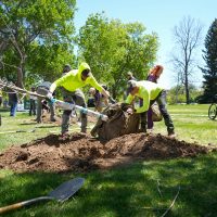 Two Facilities Management employees rolling a tree into a hole.